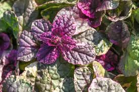 Ajuga Reptans Burgundy Glow, Purple Blue Ground Cover Plant, Variegated
