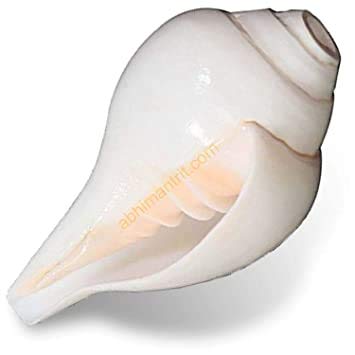 P.Shankha 白法螺 pup Original SHANKH/SHANKHA/Conch/Sacred Shell/White SHANKHA/Pure