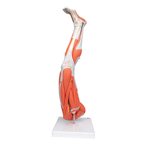 Image of Muscular Leg 9-Part - 3B Smart Anatomy