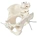 Axis Scientific 4 Part Disassemblable Flexible Female Pelvis Anatomy Model with L4 and L5 Vertebrae, Anatomical Female Pelvis Model, Flexible Female Pelvis Model