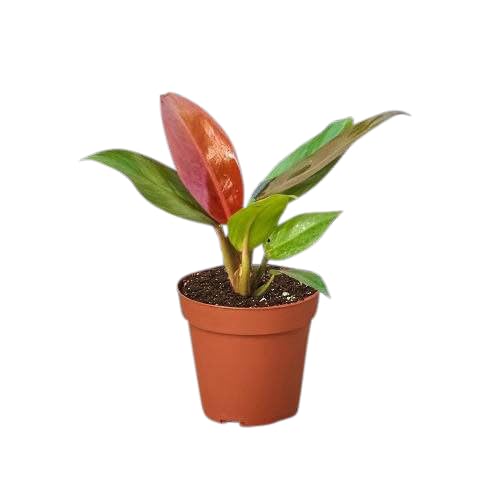 Thirsty Leaves Philodendron Sun Red