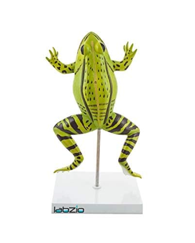 Plastic Frog Dissection Model - 5 Parts, Enlarged 3X with Detailed Study Guide - Educational Kit for Biology and Anatomy,green