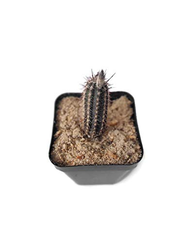 Seedsnpots Setiechinopsis Mirabilis Cactus Plant