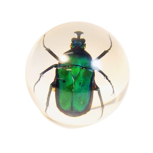 Globe terrestre vert chafer Beetle REALBUG en résine cristalline - 2