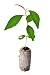 Lot of 3 Osage Orange Tree - Maclura pomifera - starter plugs