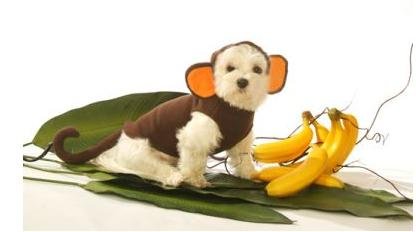 monkey dog costume