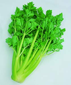 �y��q�z�Z�����[ �V�R�[�l��619�� 0.9ml �^�L�C��c