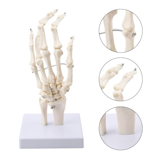 Image of Human Hand Joint Anatomical Articulated Hand Skeleton Model 1:1 Life Size | Fully Articulated Model for Desk Decor , Medical Lectures & Science Study