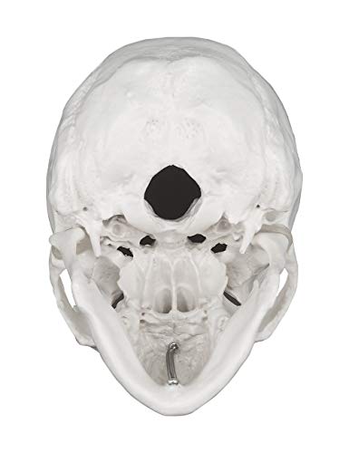 Image of Human Skull Model, Life Size 3-Part Anatomical Model with Removable Skull Cap and Articulated Mandible for Medical Student Human Anatomy Study Course