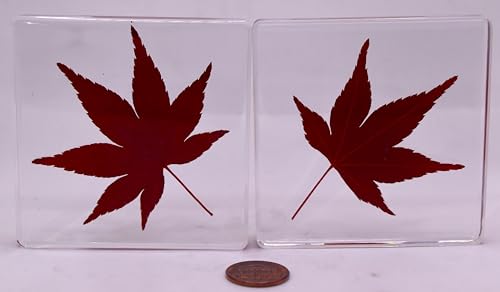 Image of Large 2.9 inch Real Red Japanese Maple Leaf in Crystal Clear Lucite Resin Paperweight Specimen Dried Pressed Botanist Herb Herbarium Crafts Collection for Botany Science Education & Desk Ornament Display