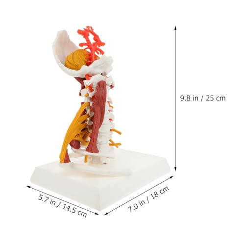 Modèle d'enseignement colonne cervicale humaine en PVC pour formation médicale - 2