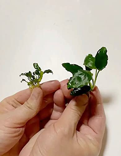 Amazon.co.jp: （水草）アヌビアスsp キリン ミニ (1株) イイ水草