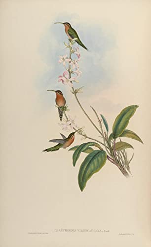 Tableau oiseau vintage de John Gould : poster naturaliste 60x90cm