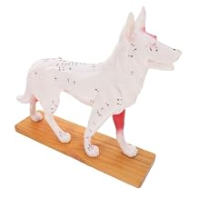 Unomor Canine Acupuncture Model Dog Anatomy Teaching Tool for Acupuncture Points Study for Veterinary Students and Professionals