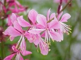 Gaura Siskiyou Pink