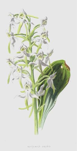 Impression d'art Orchis papillon Hulme tableau decoration murale toile 60x90cm