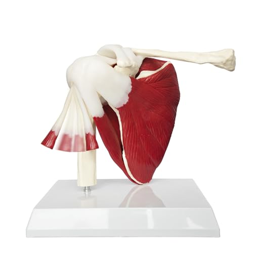 Image of SFXYJ Shoulder Joint Muscled Model, 1:1 Life Size Human Body Right Shoulder Scapula Anatomy Model Joint Bone Ligaments with Removable PVC Base Product Manual for Medical Study Educational Training