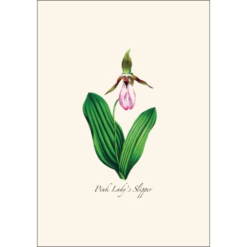 Image of Earth Sky + Water - Woodland Wildflower Assortment Notecard Set - 8 Blank Cards with Envelopes (2 each of 4 styles)