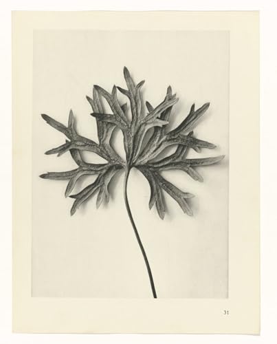 Impresiones de lienzo artísticas de Karl Blossfeldt en tela de 60x90cm de alta definición