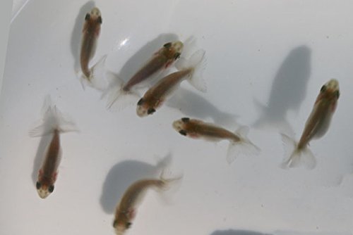 Amazon | 【国産金魚】 協会系らんちゅう(東大関の血統) 当歳 30匹 Amazon | 【国産金魚】 協会系らんちゅう(東大関の血統) 当歳 30匹