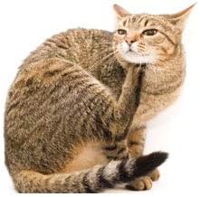 Miniatura 5 de Suplemento para el cuidado de la piel del gato, alivio de la alergia a los gatos, apoya el sistema inmunológico, recomendado por veterinarios,