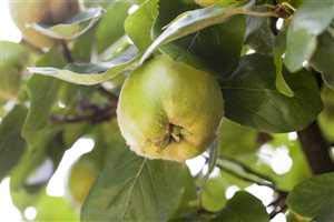 Quitte Cydonia oblonga Apfelquitte 150-200 cm Topf winterhart