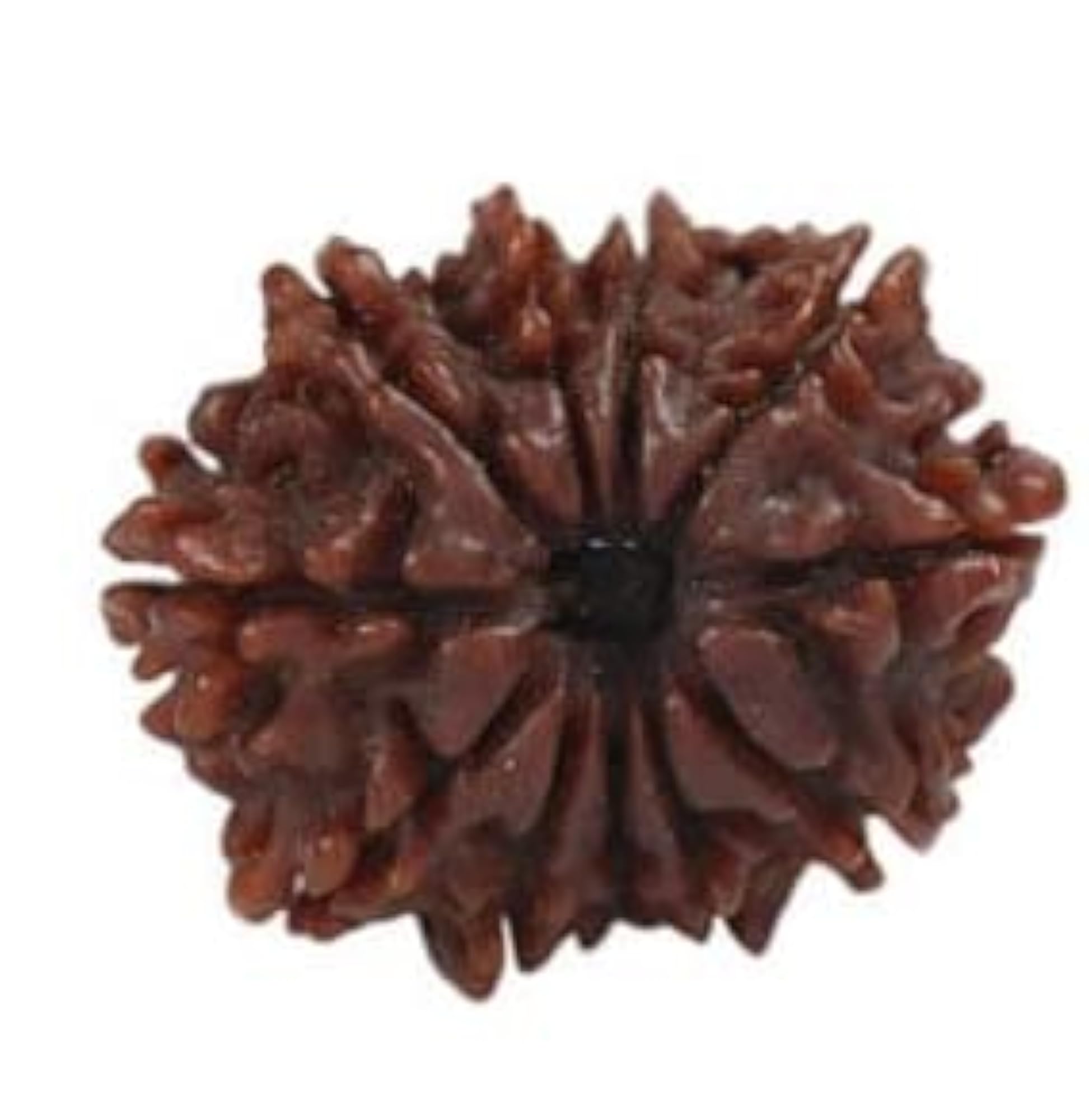 TRINETRA GEMS STONE 10 Mukhi Rudraksha, Lab Certified