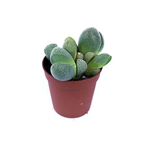 Split rok | Ø6cm | Pleiospilos Nelii