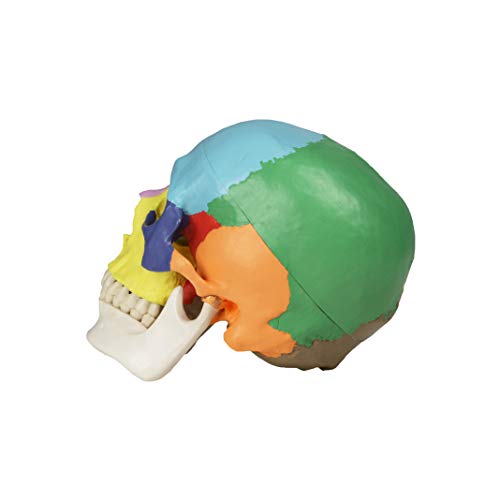 Image of VAL218 Colored Human Skull | 3parts, Life-Size | Contrasting Colors to Distinguish Various Bony Plates | Sectioned Skull Cap, Joints, Fissures and Processes | W Manual