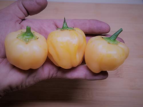 Peachadew Pepper 10+ Seeds #TOP1