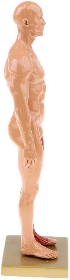Modèles d'anatomie Humaine Tableaux d'anatomie Masculine et féminine Modèles d'anatomie des Muscles et des os Humains (pour l'étude Scolaire)