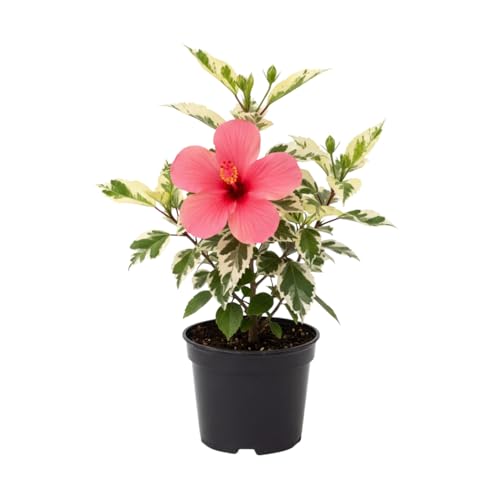 Red Variegated Hibiscus Plant Live, 8-10 Inch Tall
