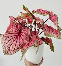 Mphmi Perennial NCR Live Plants Caladium hortulanum - Plant (B0CFHYST9J) Amazon Price History, Amazon Price Tracker