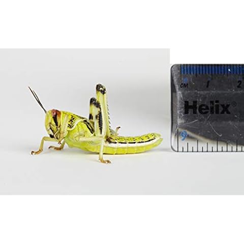 100 Extra Large Locusts, 35-55mm Live Food for Reptiles - Reptile Food Bulk Bags for Bearded Dragon, Lizards, Frogs Cover