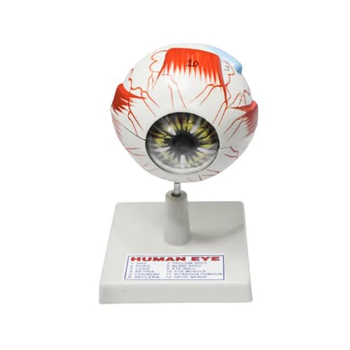 Dwij Human Eye Model, Seven Parts for Teaching.