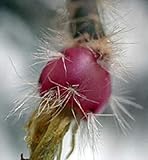  vegherb Rhipsalis pilocarpa Rare Epiphyllum Hanging Mause Tail Cacti Aloe graines 50 graines