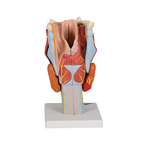 Image of 3B Scientific G21 Larynx 2x life size 7-part - 3B Smart Anatomy