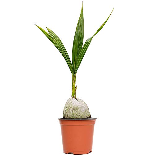 American Plant Exchange Live Coconut Palm &ndash; 6-Inch Pot &ndash; Tropical Houseplant with Arching Green...