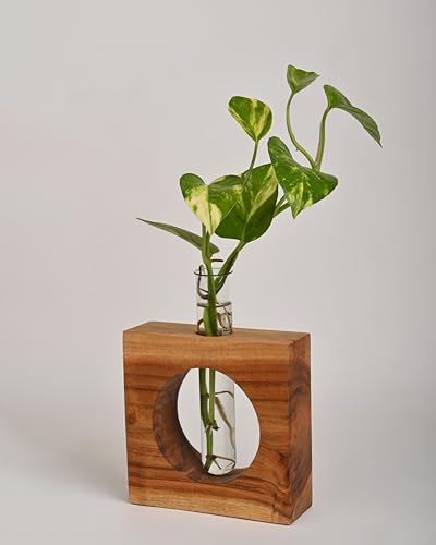 LEAFY INDOOR 1 Glass Test Tube with Round Shape Wooden Stand...
