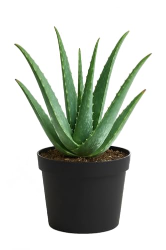 Image of Aloe Vera Plant with Pot - Natural Air Purifier & Healing Succulent for Home and Office Decor - Easy to Maintain Indoor Plant for Freshness, Positive Energy & Green Aesthetic (pack of 1)