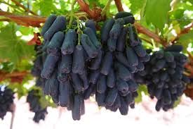 Image of Grape Plant Moon drops Green and Black Seedless Vine Grape Live Cutting Healthy Plant on Poly Bag Pack of 2