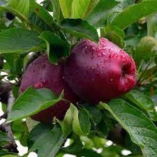 RISHIKA PLANT HOUSE Kashmiri Red Apple Hybrid Grafted Live Plant Sunlight Exposure Full (Red)