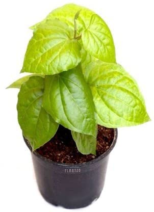 FasanGreen Betel Leaf Herb Indoor & Outdoor Plant with Pot (Pack of 1) (FG_3115)