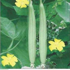 Creative Farmer Vegetable Seeds Sponge Gourd Chiknoi Tori Green Seeds - Sponge Gourd Dark Seeds Home Garden Seeds (B07N47DVPJ) Amazon Price History, Amazon Price Tracker