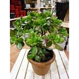 お金のなる木 成金草（花月・かげつ）♪縁起の良い植物♪和を代表する花♪5号鉢 室外 明るい室内の窓辺向け♪ プレゼントや景品にも ミニ観葉植物サイズ 多肉植物/サボテン 鉢植え