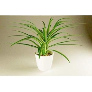 100 Pz/borsa Semi di Clorofito Bonsai Assorbire la formaldeide Piante in vaso perenni Decorazione del giardino Bonsai Semi di fiori: Only Seeds