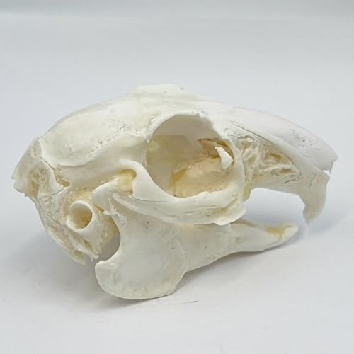 Image of Taxidermy Real Cottontail Rabbit Animals Skull Decor - Model Animals Bones Specimen,Taxidermy Supplies for Science Education,Collection (Rabbit)