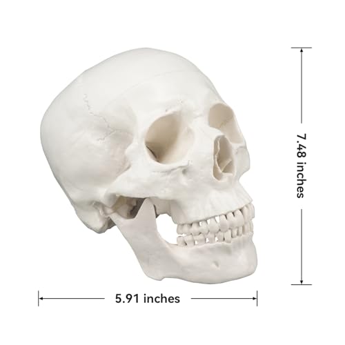 Image of Human Skull Model, Life Size 3-Part Anatomical Model with Removable Skull Cap and Articulated Mandible for Medical Student Human Anatomy Study Course