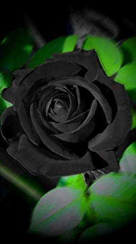 Royal Paradise Garden Haritham Rare Exotic Black Rose Flower Plant Home Garden Plant 1 Grafted Live Plant (B07RLH25B9) Amazon Price History, Amazon Price Tracker