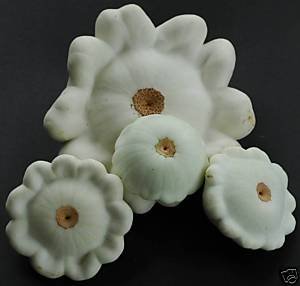 Squash Early White Bush Scallop Garden Heirloom Vegetable Seeds by (25 Seeds)